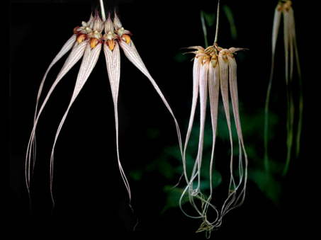 <i>Bulbophyllum longissimum </i>